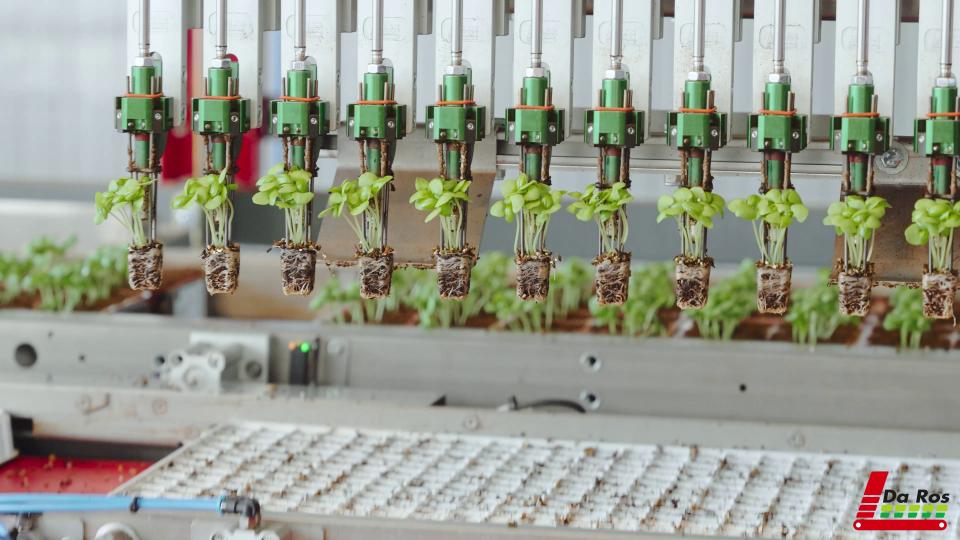 How Modern Seedling Transplanting Works