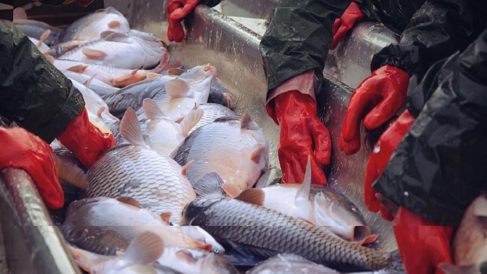 Effektiv forarbejdning af fiskeaffald og tang med RedUnit løsningen
